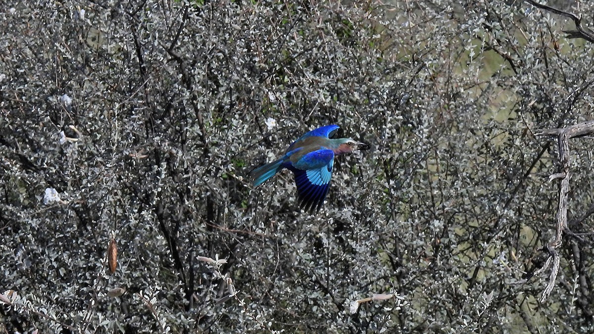 Lilac-breasted Roller - ML618417934
