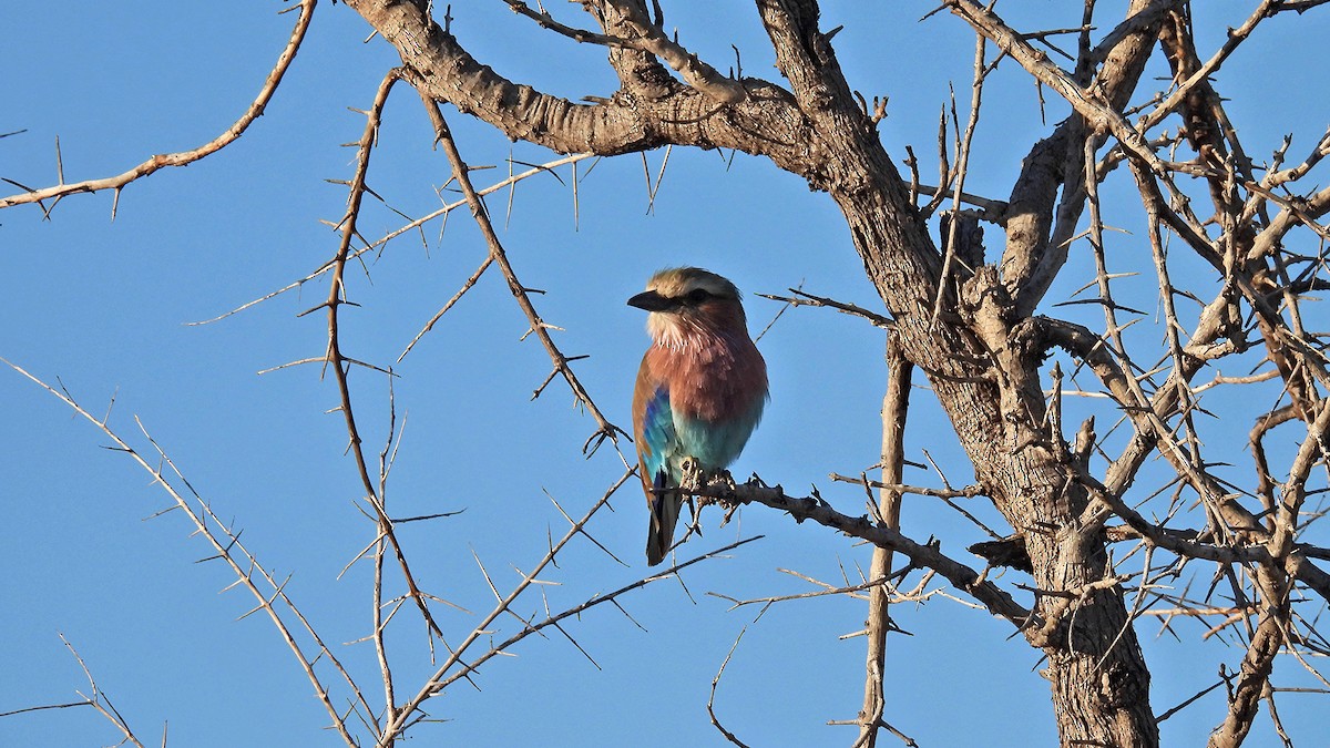 Lilac-breasted Roller - ML618417936