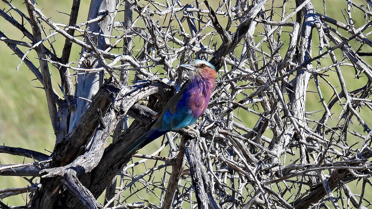 Lilac-breasted Roller - ML618417937