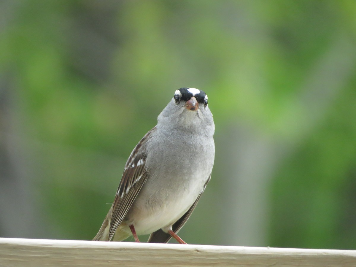 White-crowned Sparrow - Joel Neff