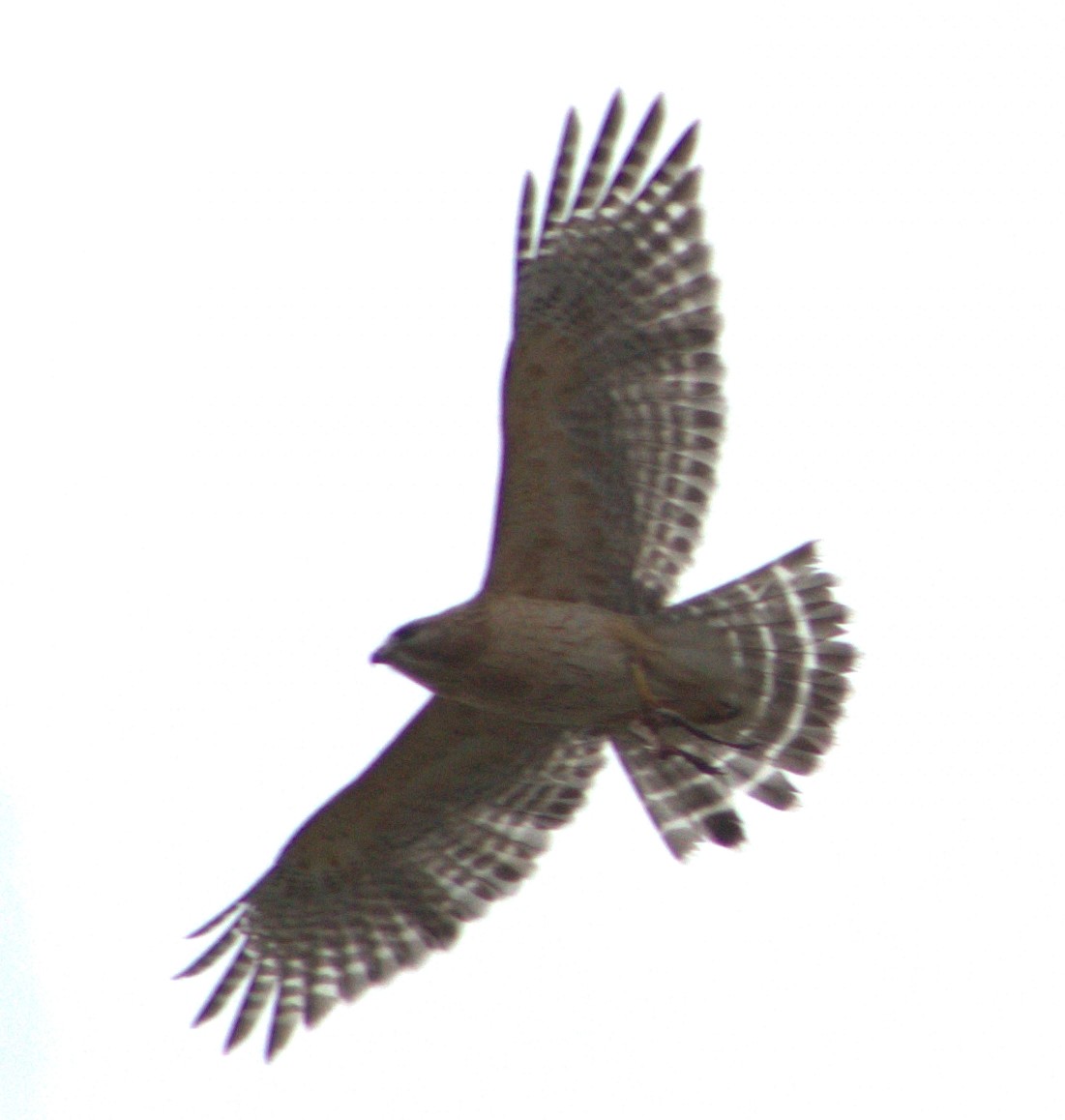 Red-shouldered Hawk - lydia Harrisson