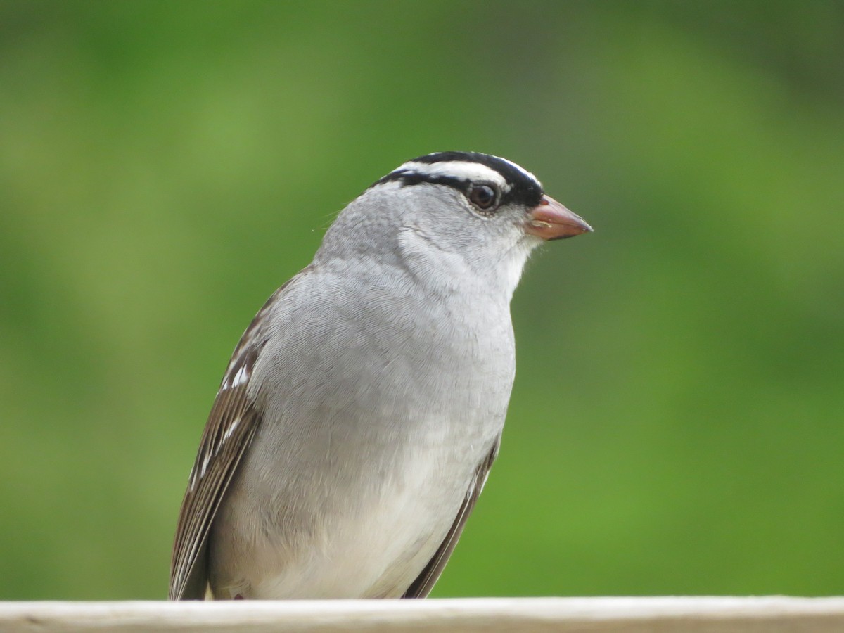 White-crowned Sparrow - ML618417976