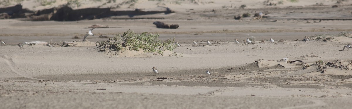 Double-banded Plover - ML618417977