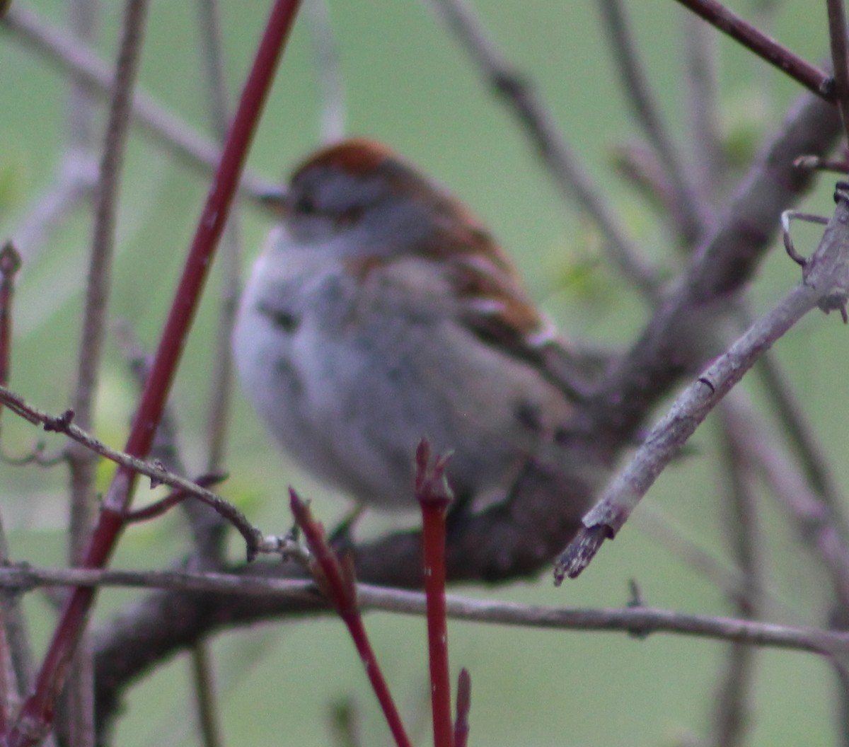 American Tree Sparrow - ML618417981