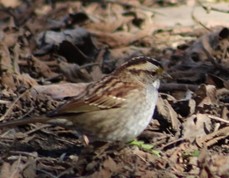 White-throated Sparrow - ML618417990