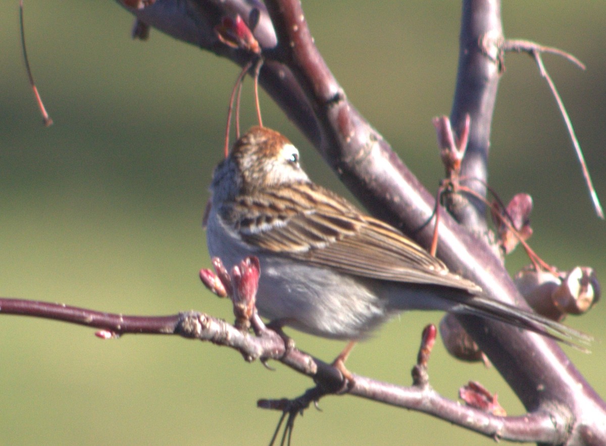 Chipping Sparrow - ML618417993