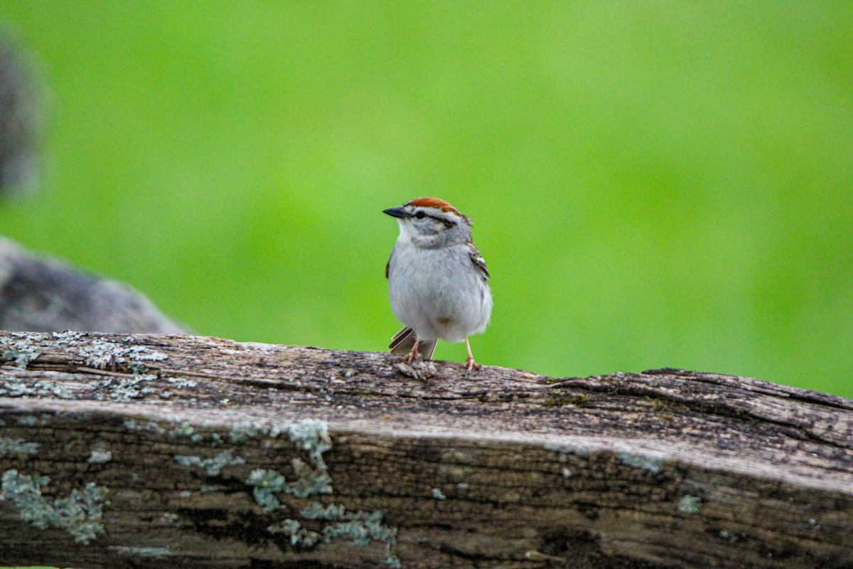 Chipping Sparrow - ML618417994