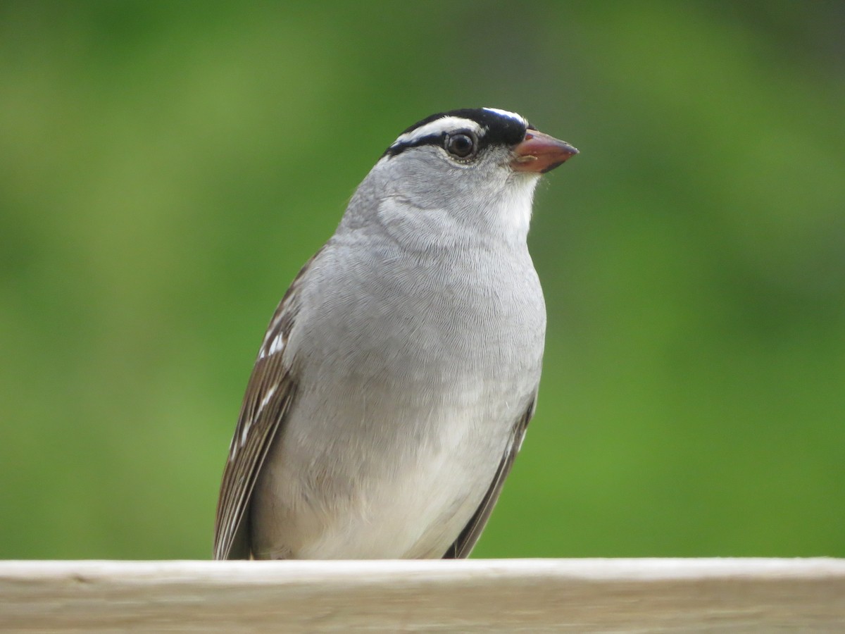 White-crowned Sparrow - ML618417996
