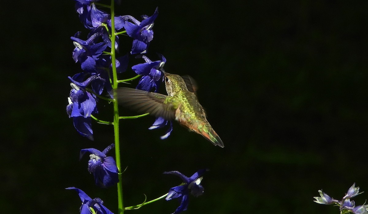 hummingbird sp. - ML618418030