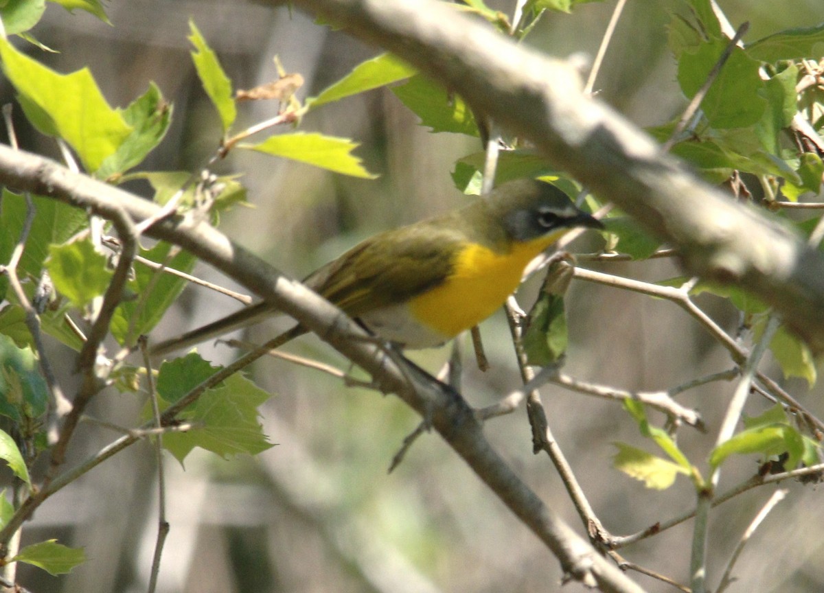 Yellow-breasted Chat - ML618418065
