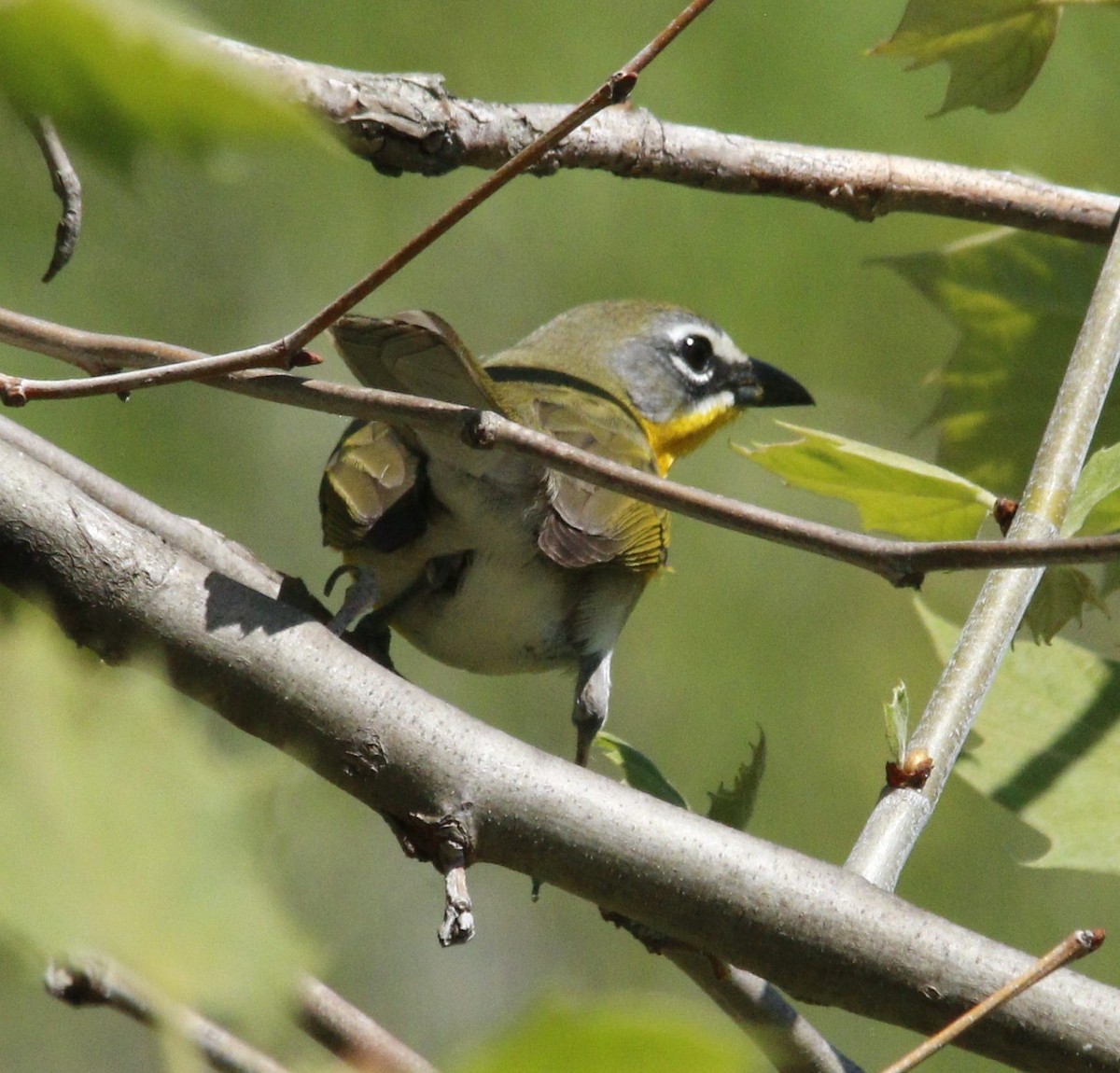 Yellow-breasted Chat - ML618418066