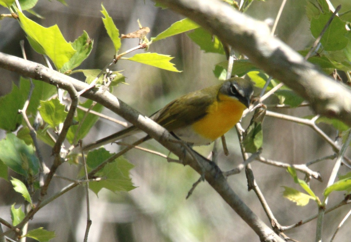Yellow-breasted Chat - ML618418067