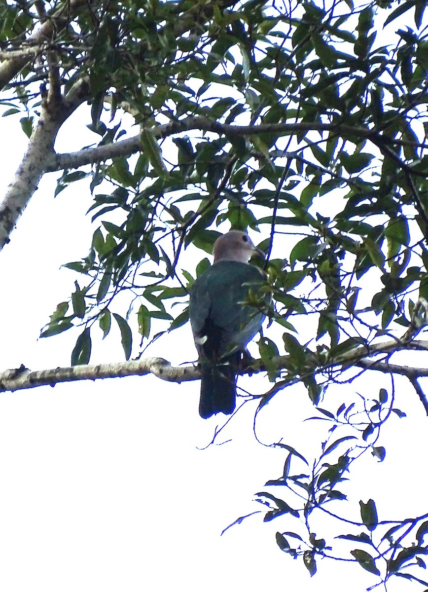 Green Imperial-Pigeon - ML618418094
