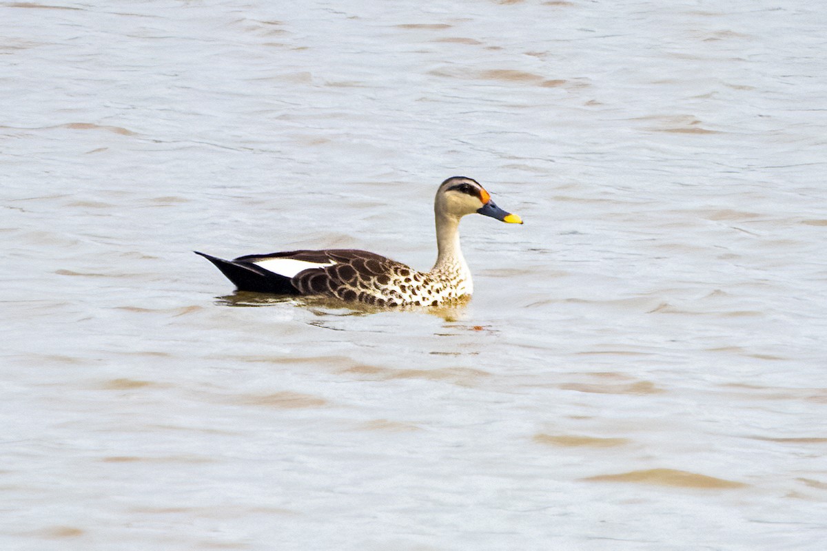 Indian Spot-billed Duck - ML618418124