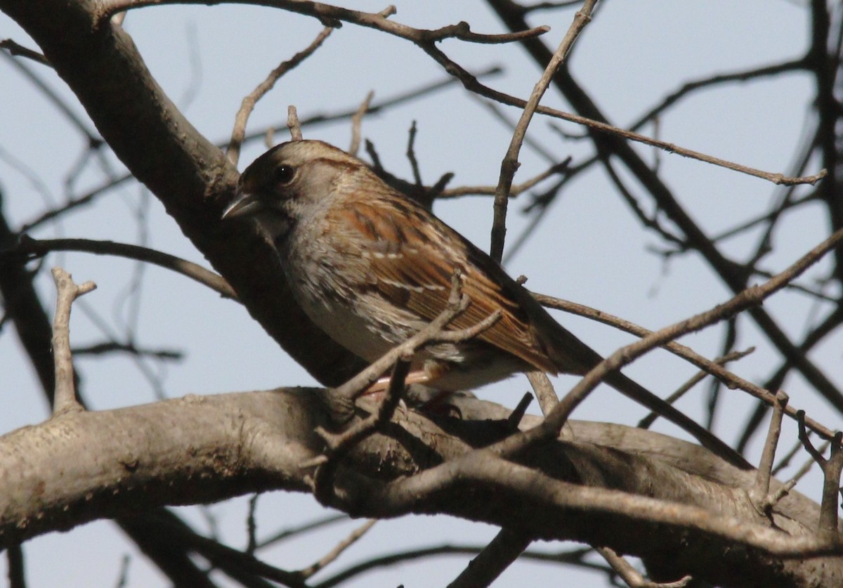 White-throated Sparrow - ML618418134