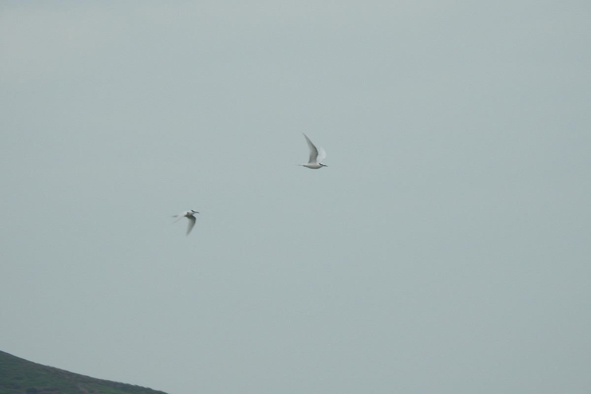 Black-naped Tern - ML618418155