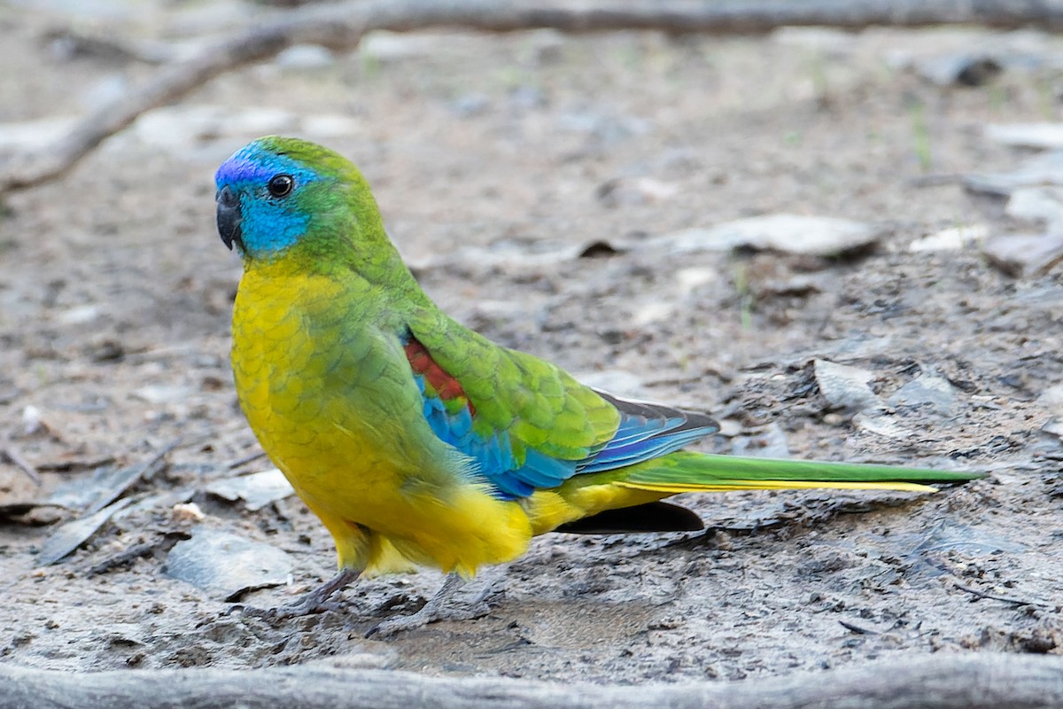 Turquoise Parrot - ML618418173
