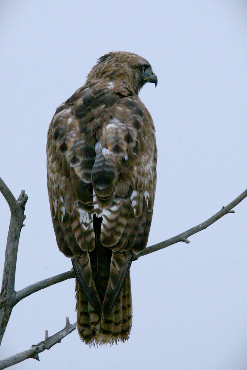 Red-tailed Hawk - ML618418177