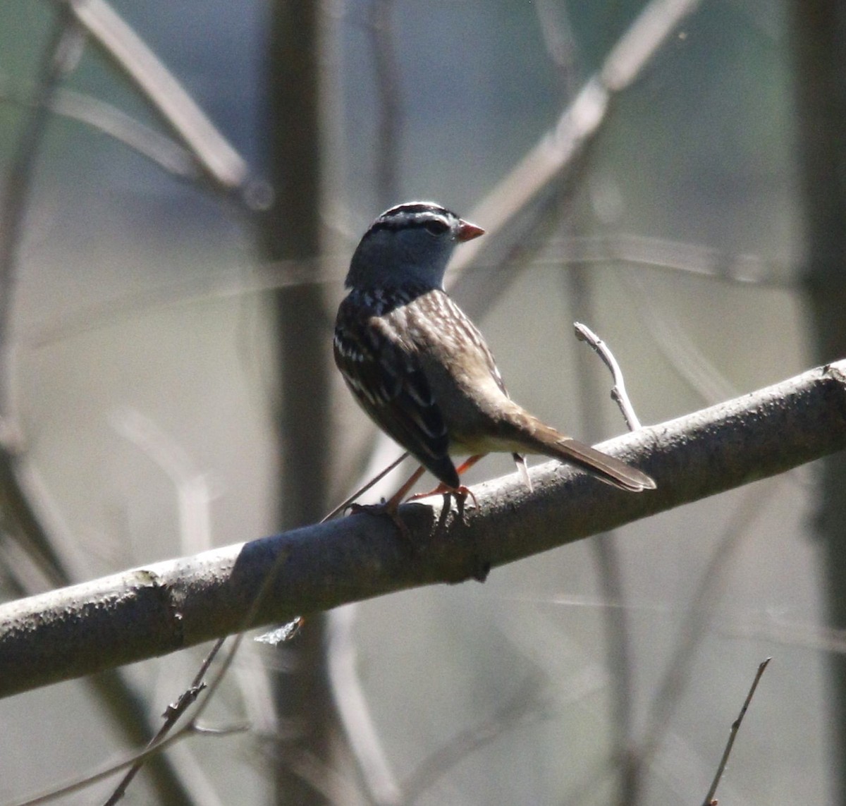 White-crowned Sparrow - ML618418184