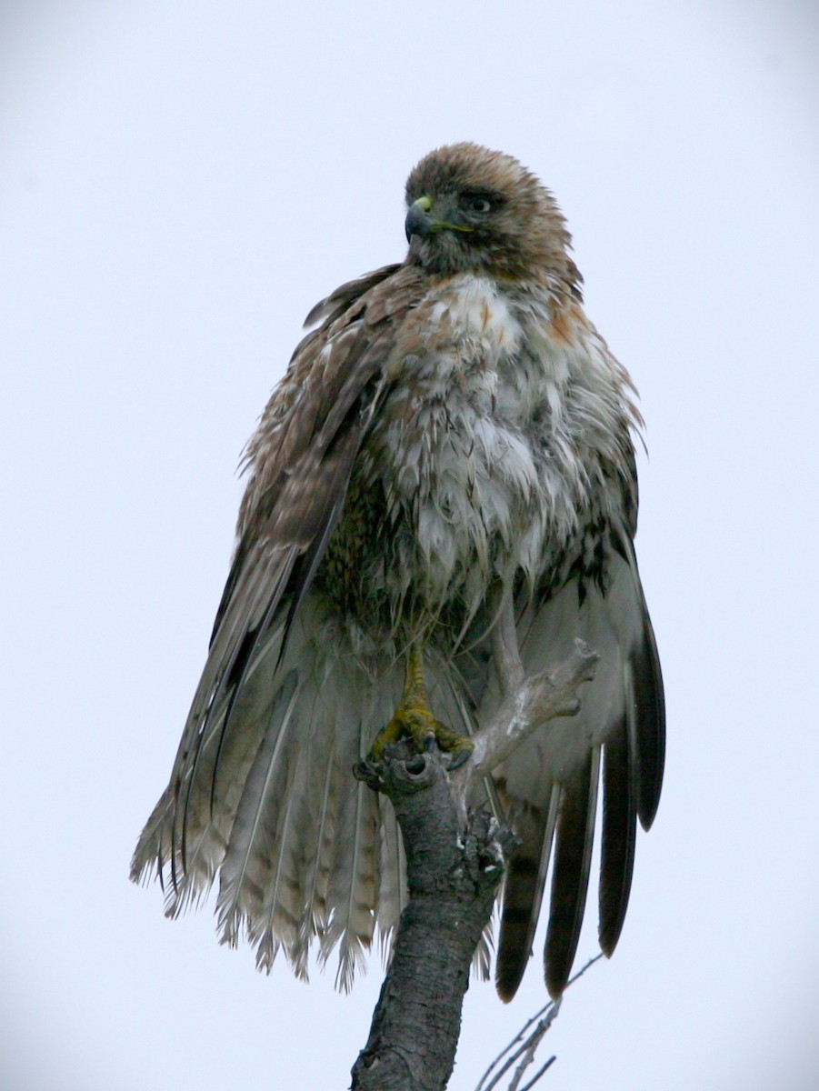 Red-tailed Hawk - ML618418199