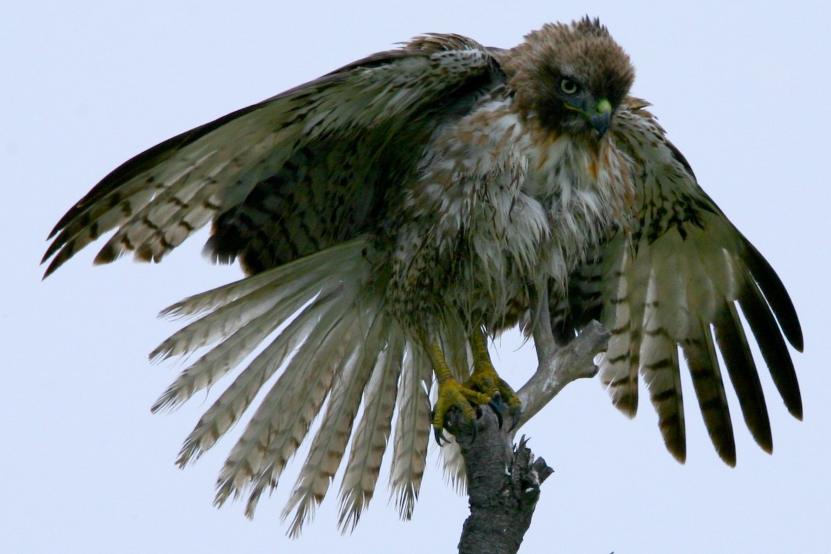 Red-tailed Hawk - ML618418200