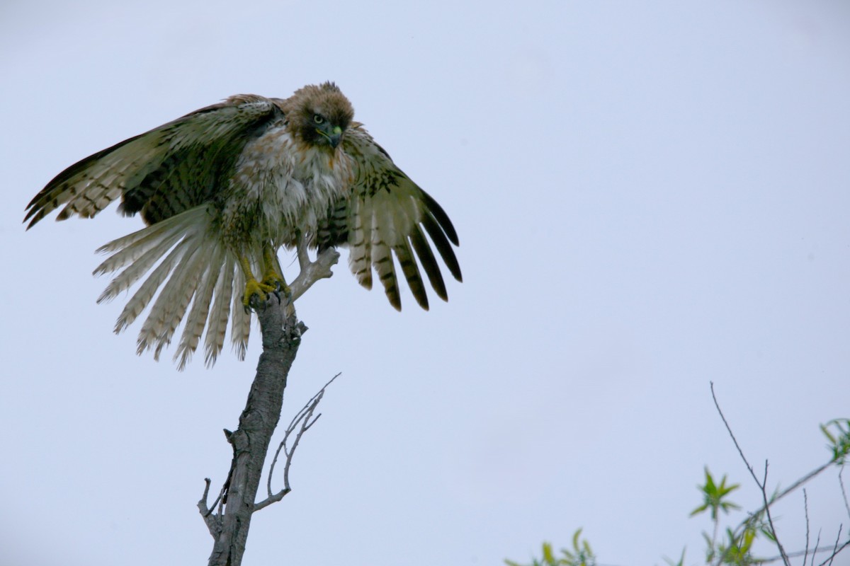 Red-tailed Hawk - ML618418201