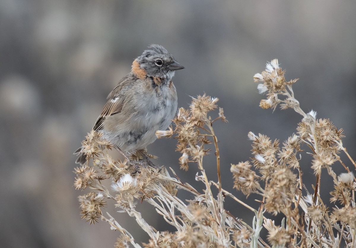 Rufous-collared Sparrow - ML618418210
