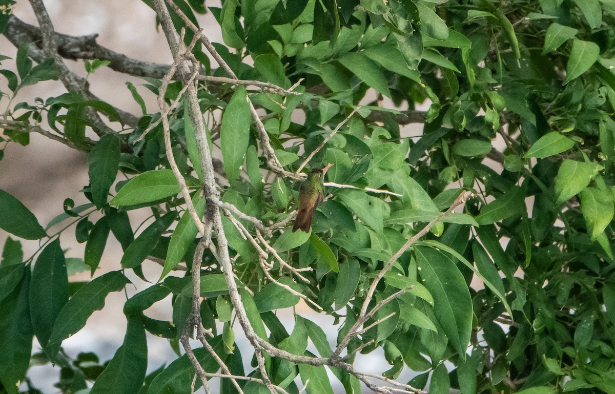 Buff-bellied Hummingbird - ML618418232