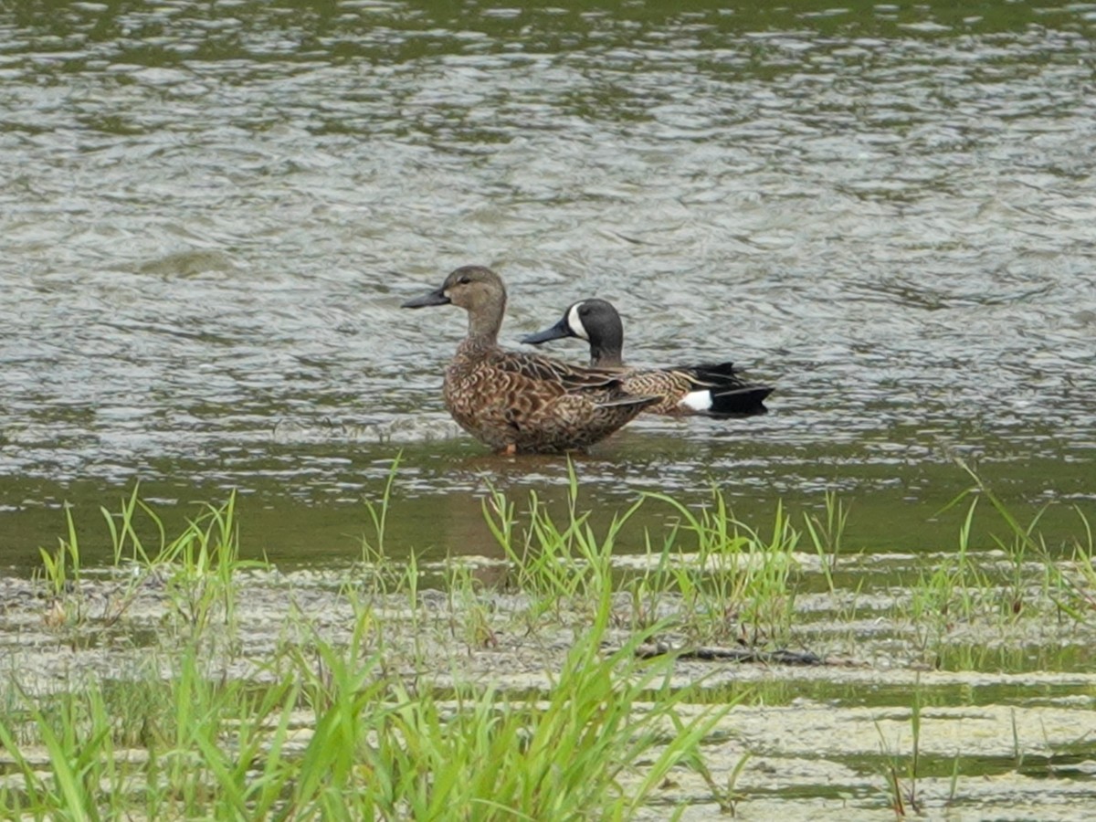 Blue-winged Teal - ML618418258