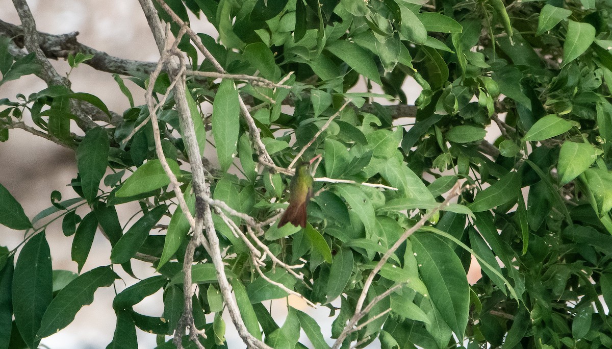 kolibřík yukatanský - ML618418270