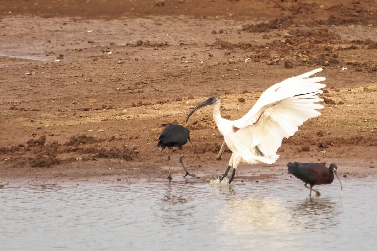 ibis černohlavý - ML618418277