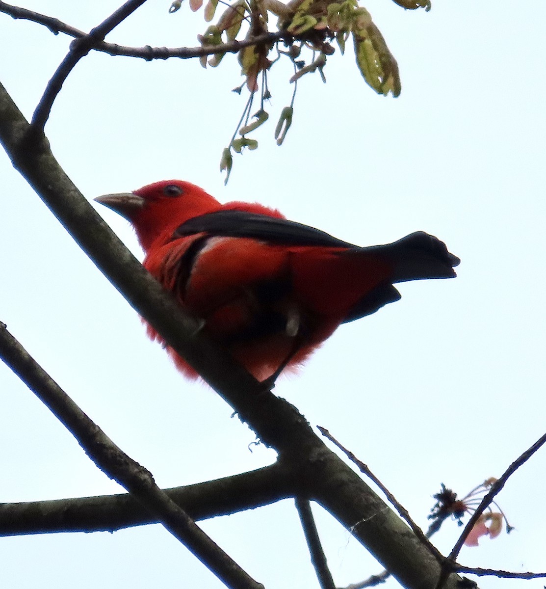 Scarlet Tanager - ML618418279