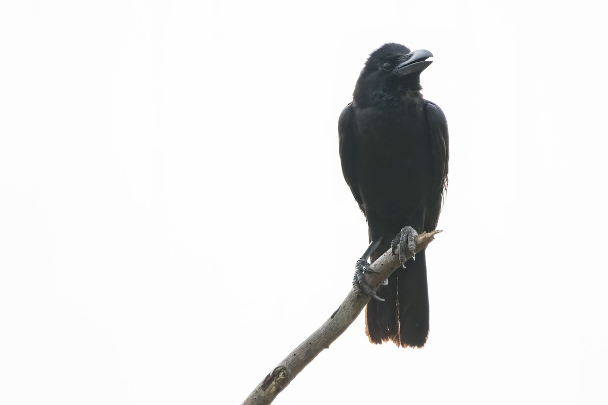 Large-billed Crow - Ravi Jesudas
