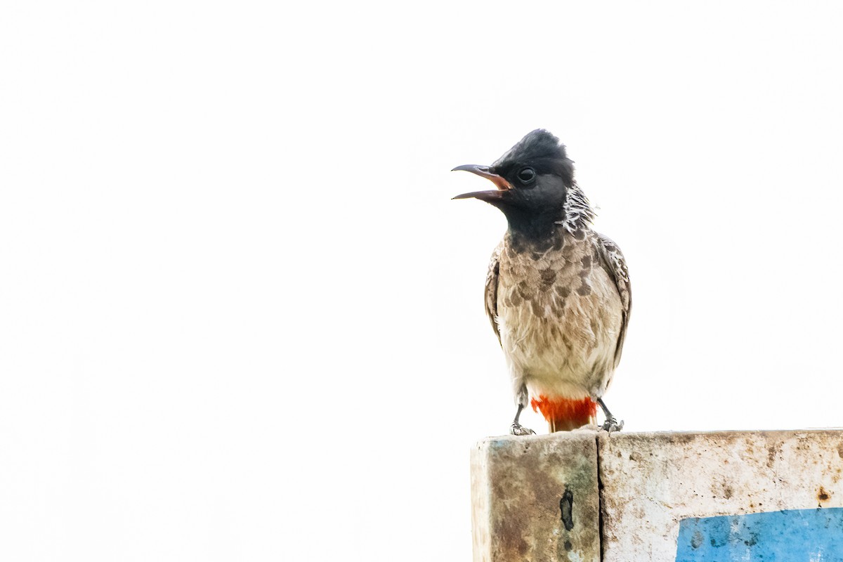 Red-vented Bulbul - ML618418346