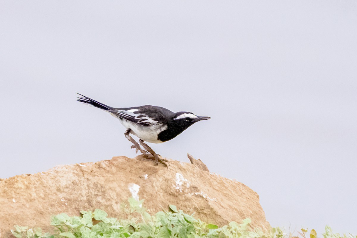 White-browed Wagtail - ML618418360