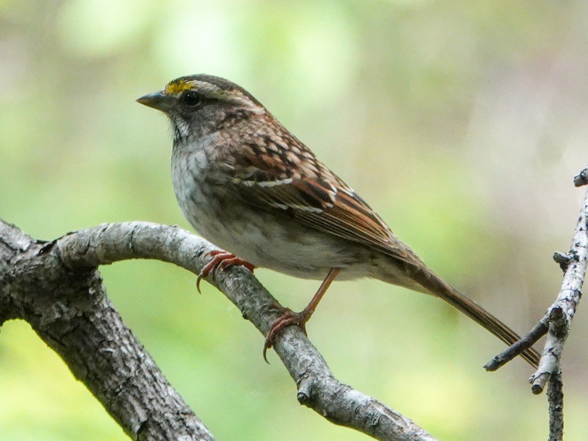 White-throated Sparrow - ML618418372