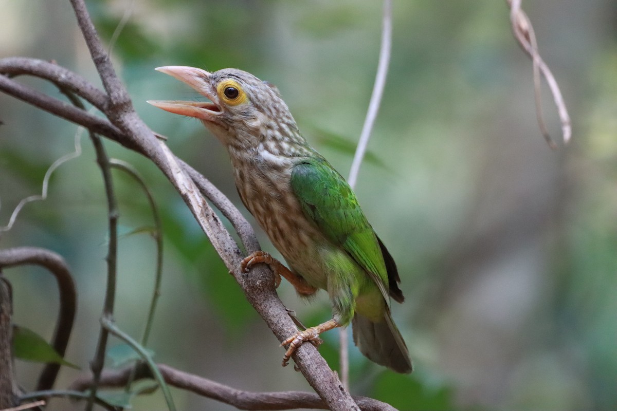 Lineated Barbet - ML618418388