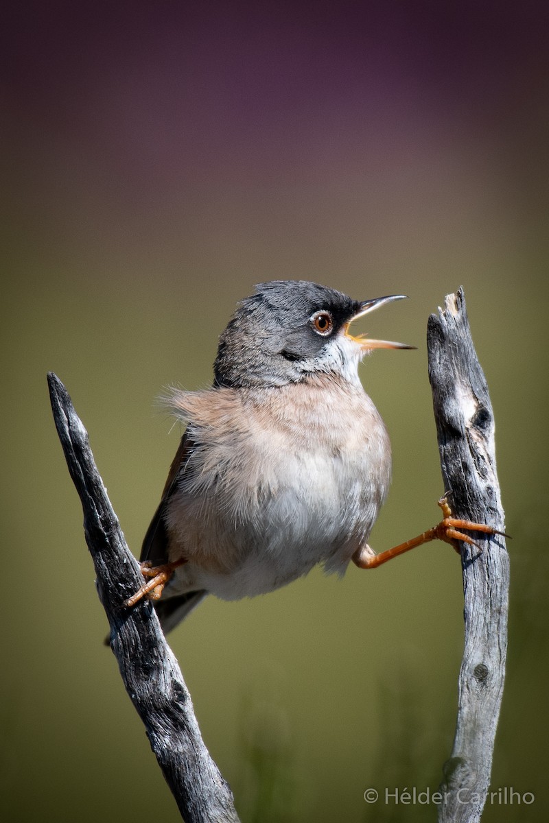 Spectacled Warbler - ML618418393