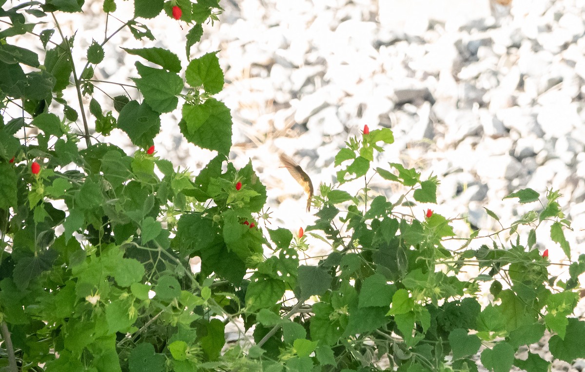 kolibřík yukatanský - ML618418395