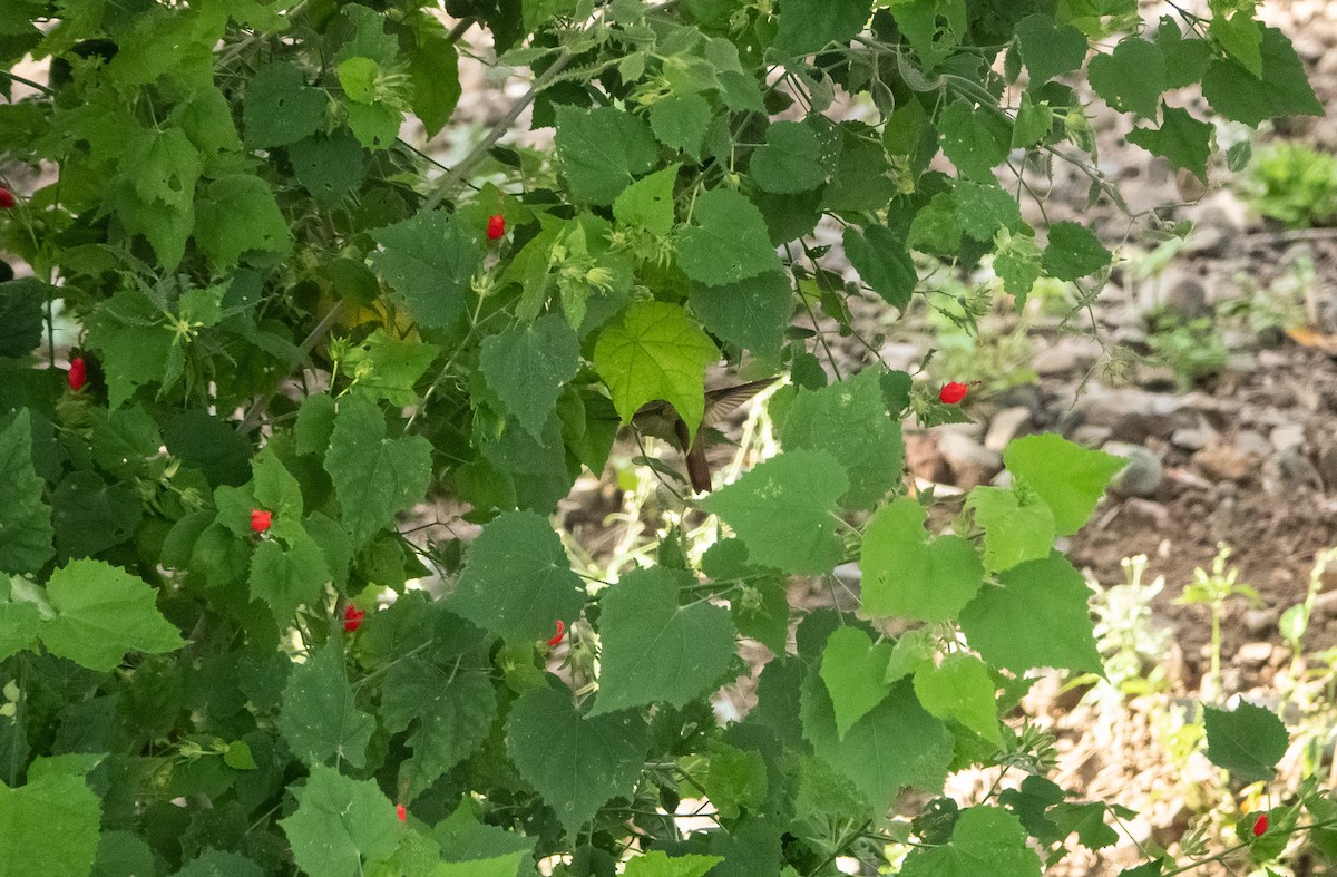 kolibřík yukatanský - ML618418414