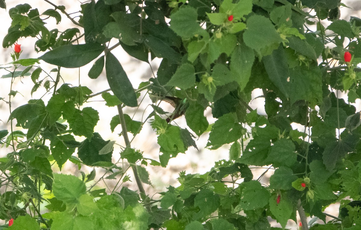 Buff-bellied Hummingbird - ML618418415