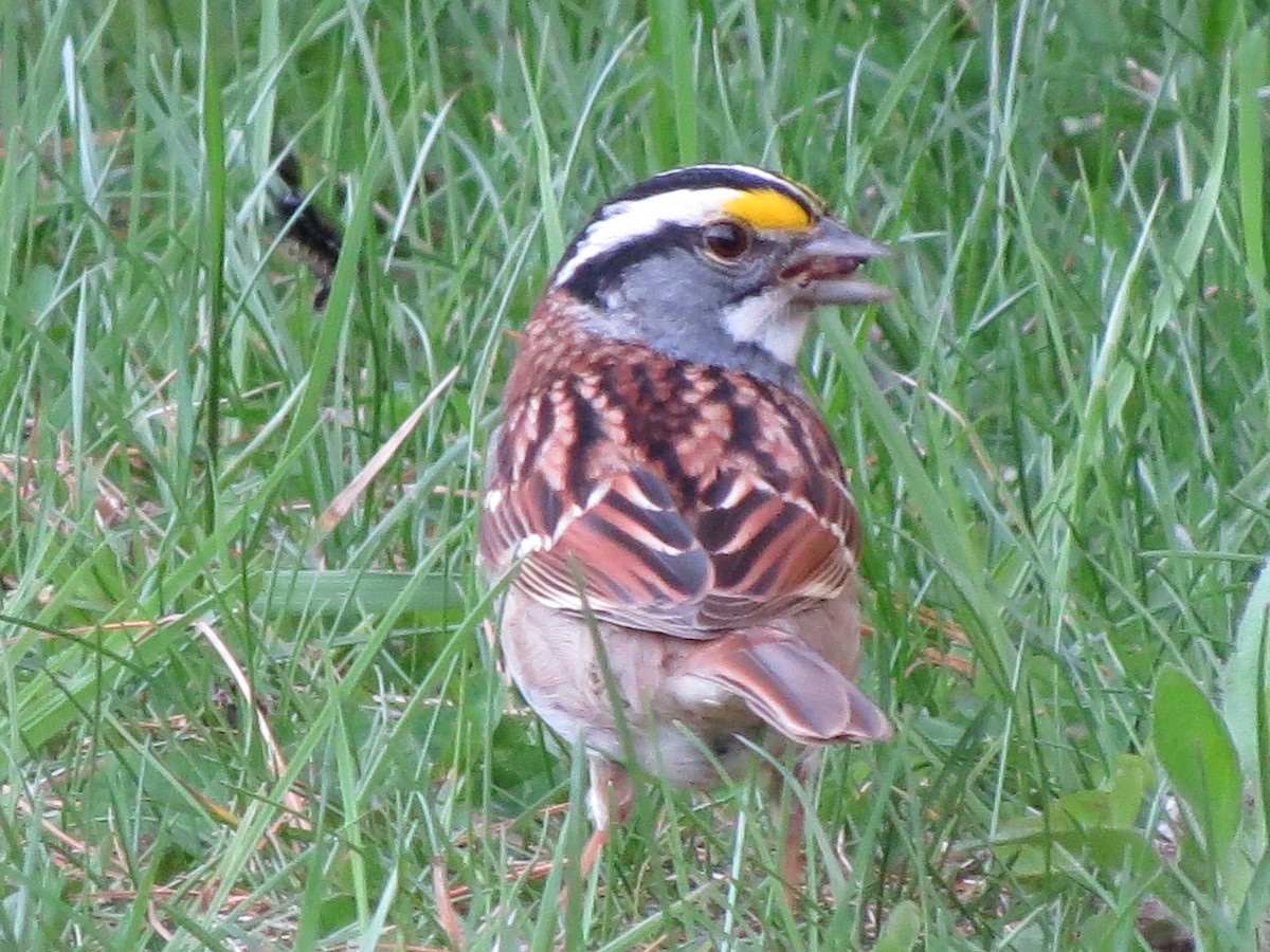 White-throated Sparrow - ML618418457
