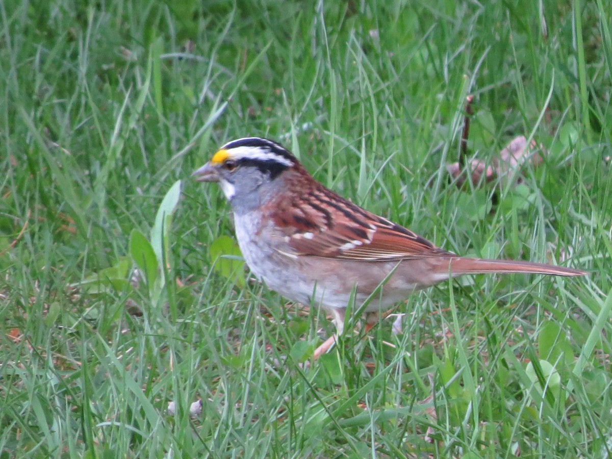 White-throated Sparrow - ML618418458