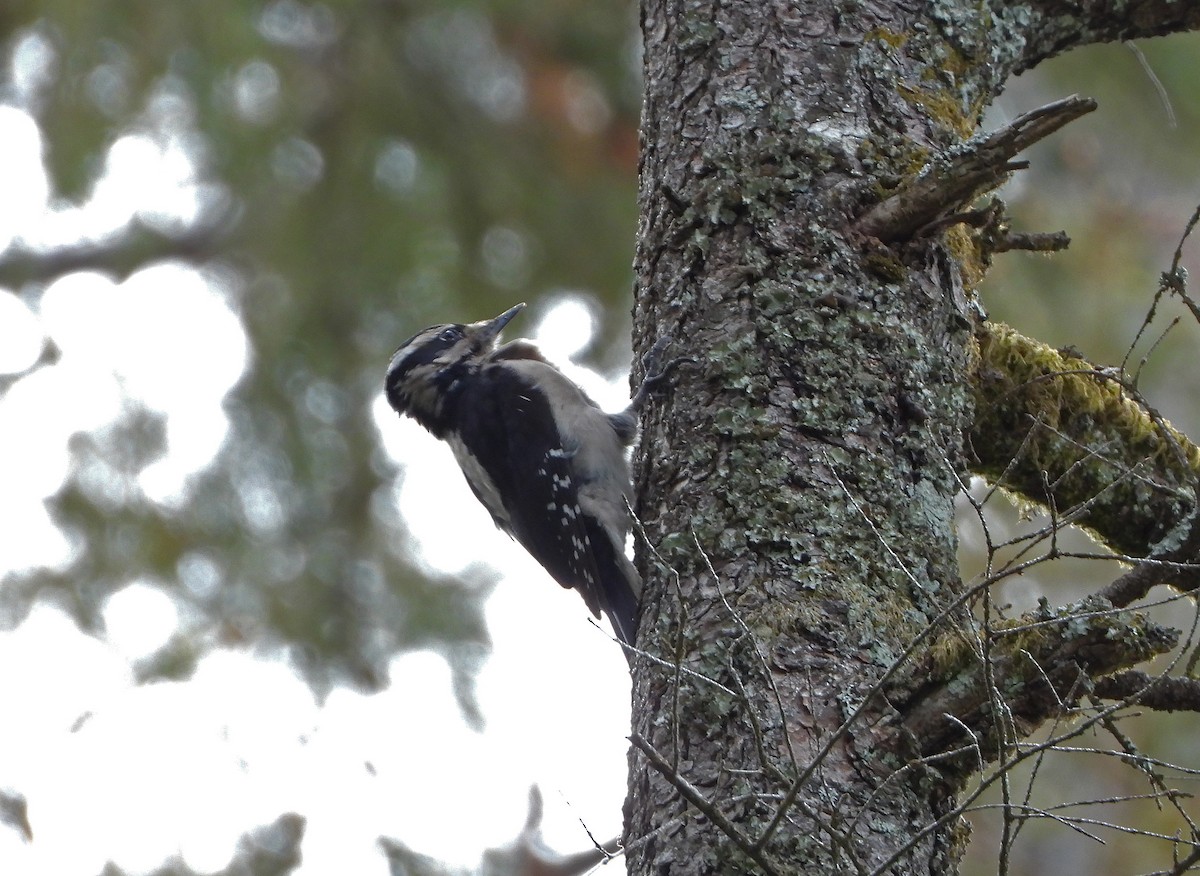 Hairy Woodpecker (Pacific) - ML618418462