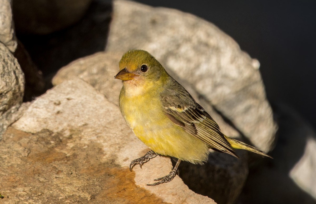 Western Tanager - ML618418514