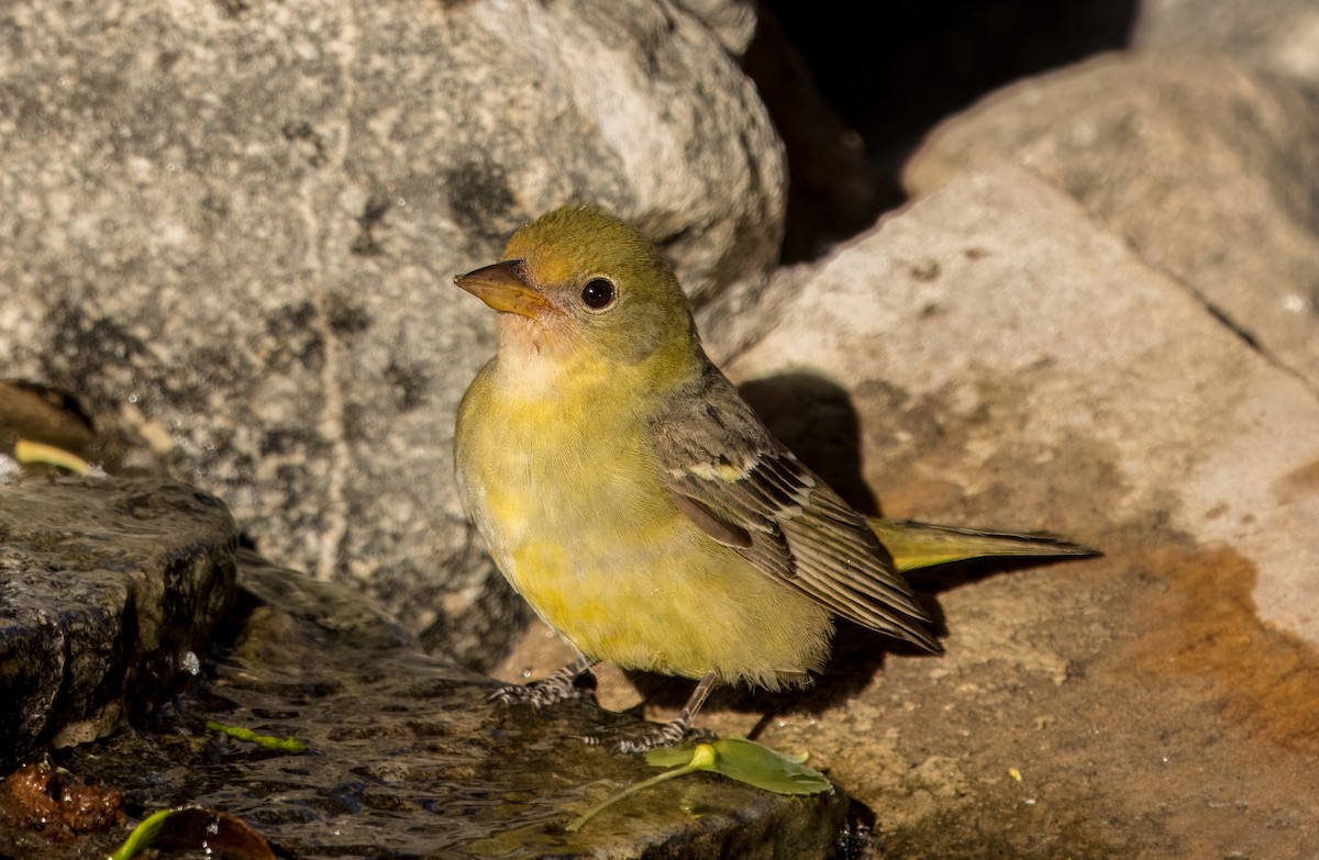 Western Tanager - ML618418515