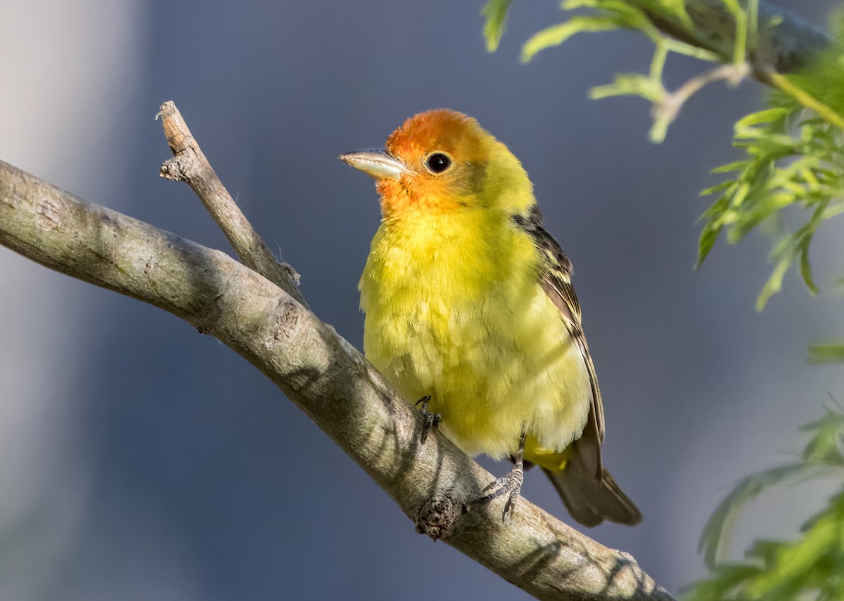 Western Tanager - ML618418517