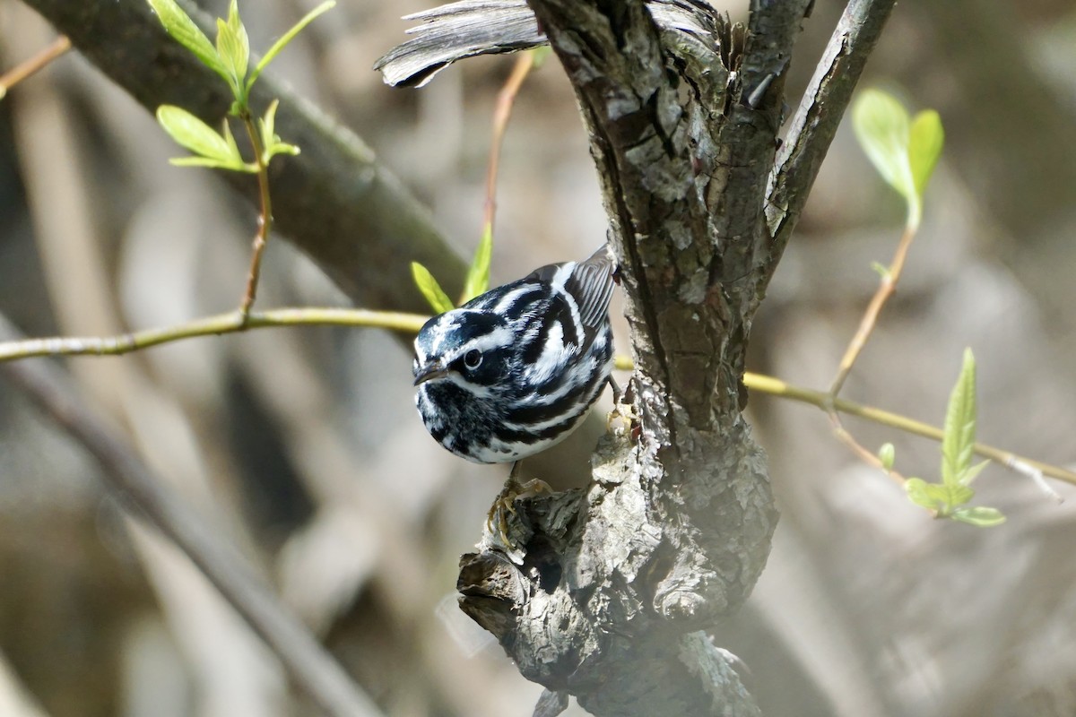 Black-and-white Warbler - Laura Sisitzky