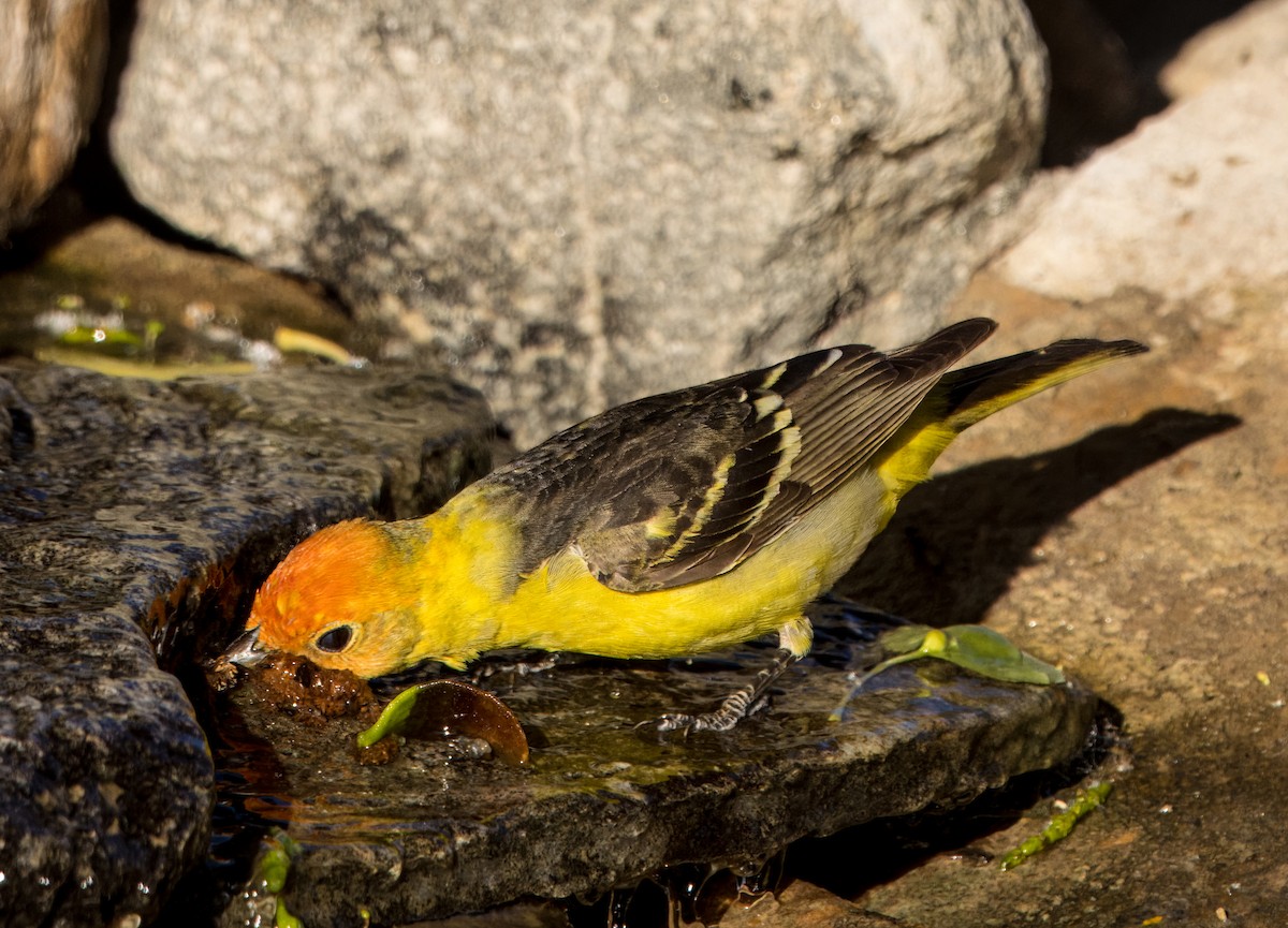 Western Tanager - ML618418521