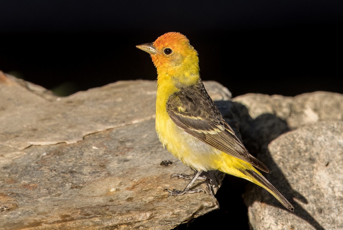 Western Tanager - ML618418522